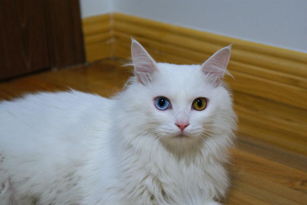 猫起源于中国还是起源于欧洲,猫起源与进化的区别