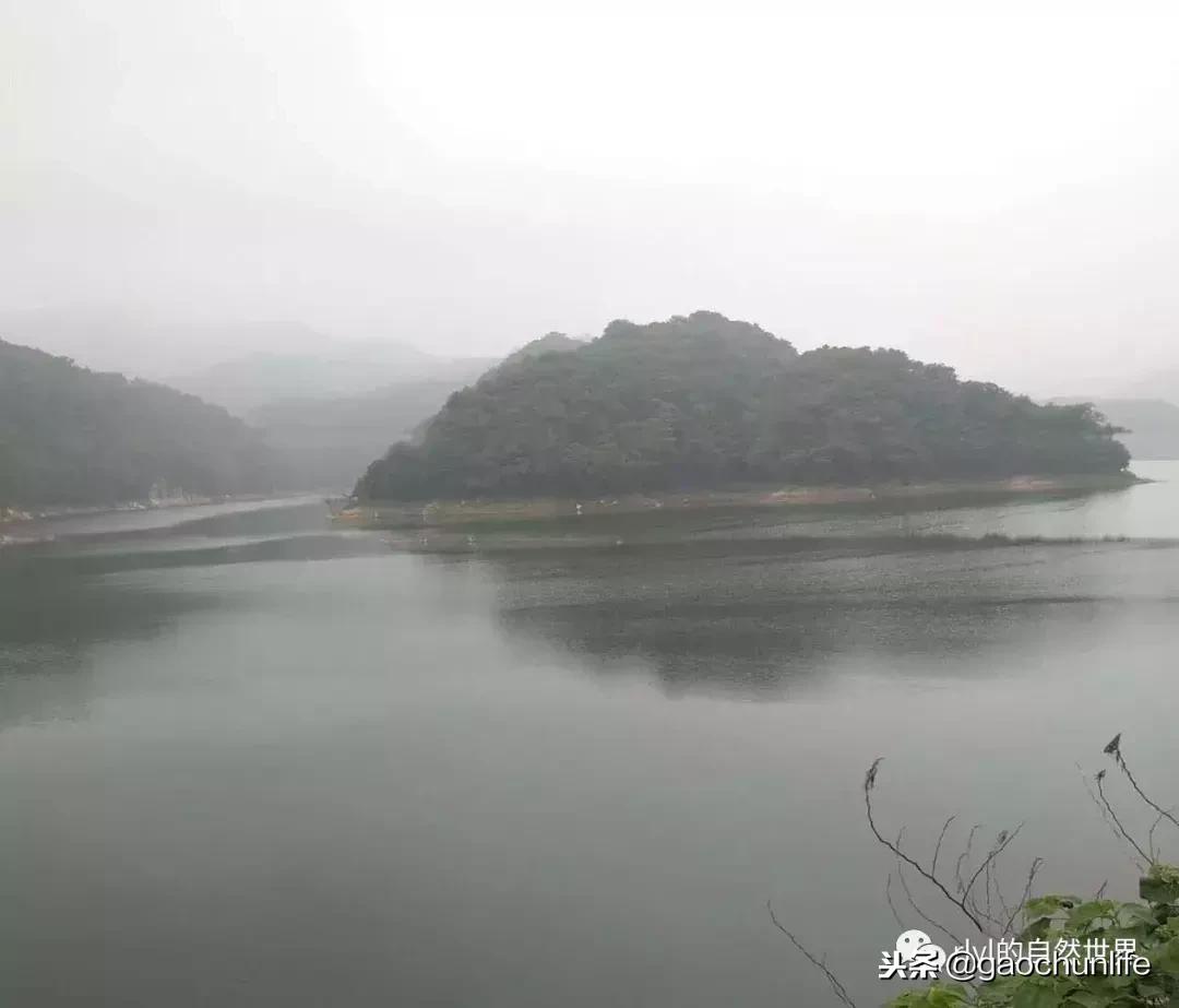 草龟难养,养草龟笔记