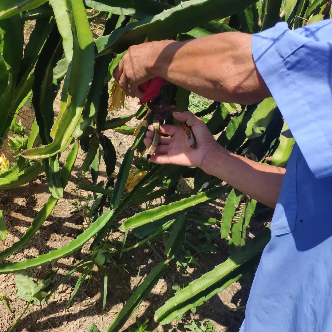 实地探秘：真稀罕，咱济南的大棚里长出成片热带水果？