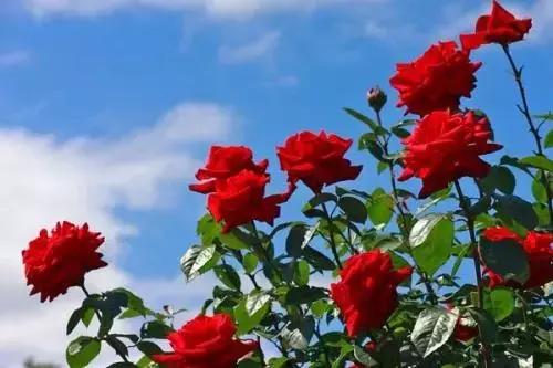 每一朵墨红玫瑰，都带着使命来到这个世界