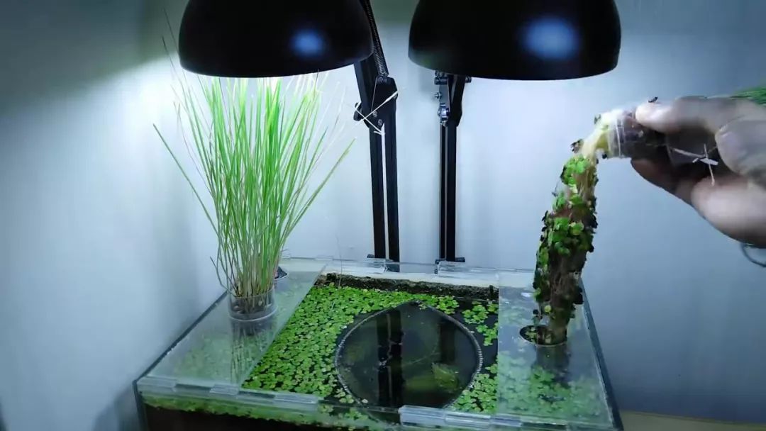 我穷到连最简单的过滤器都买不起，干脆就开了个三无草缸！