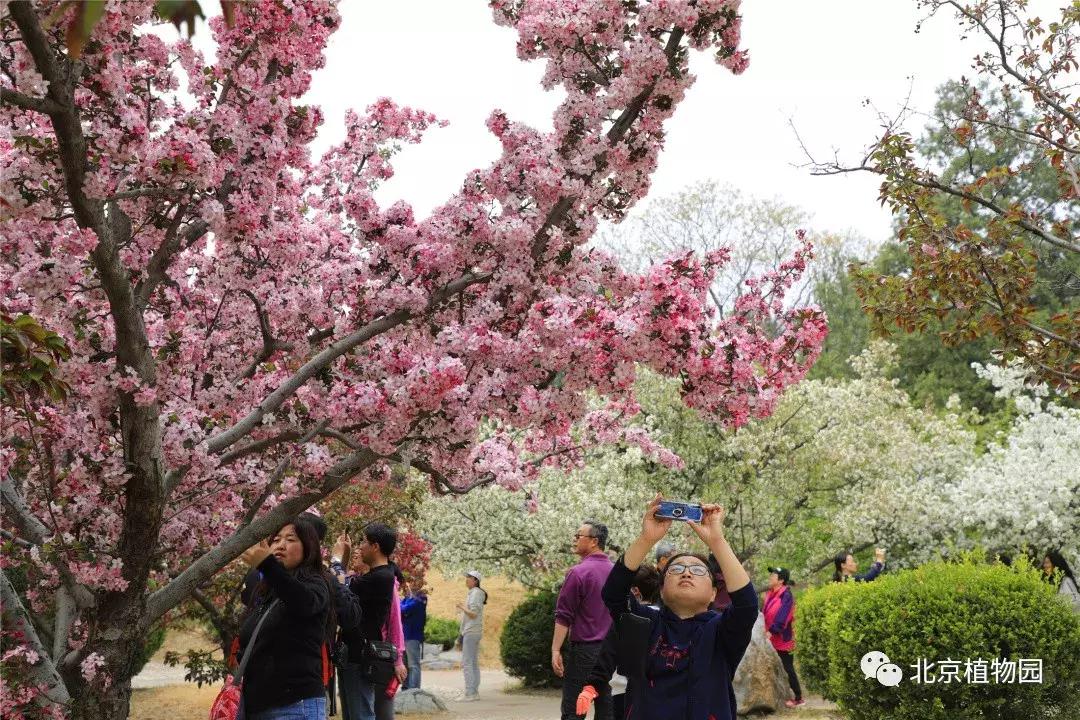 中国科学院植物研究所北京植物园,北京植物园有牡丹花还有什么花