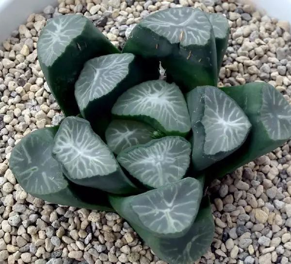 这才是世界上最贵的花卉,十大名贵花卉家养