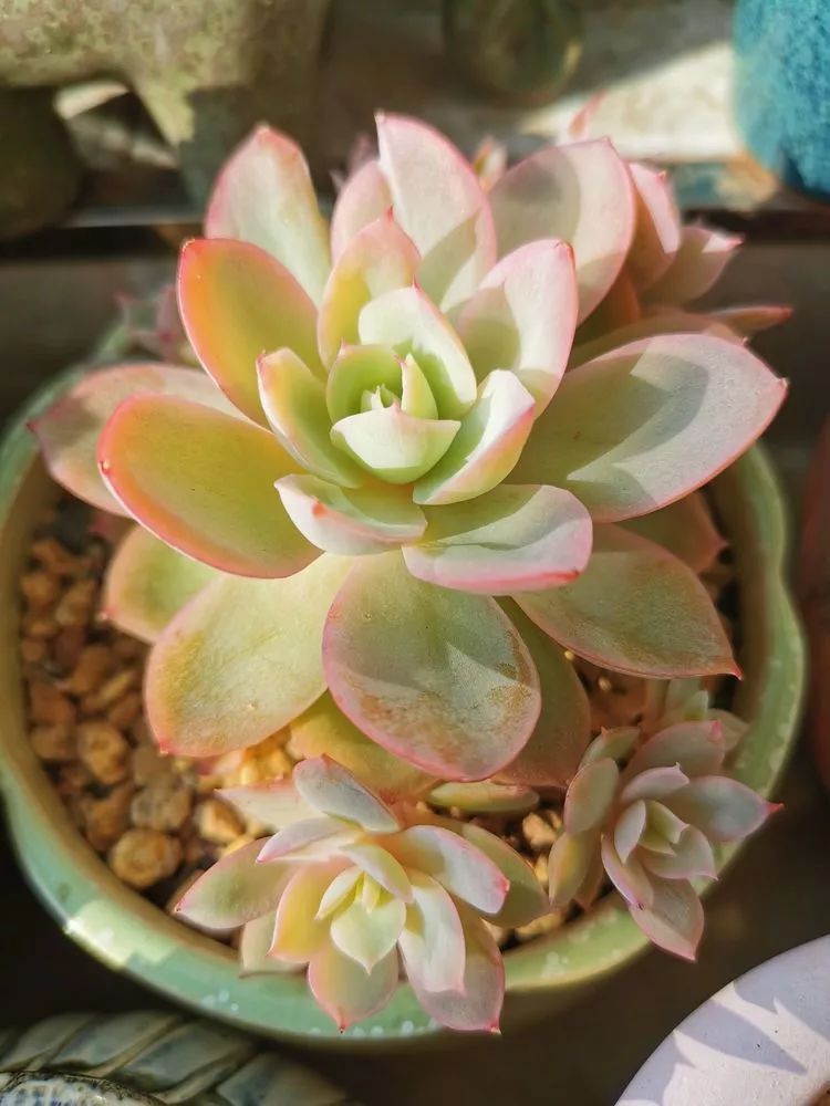 适合北方阳台党养的多肉,适合养在北阳台的多肉