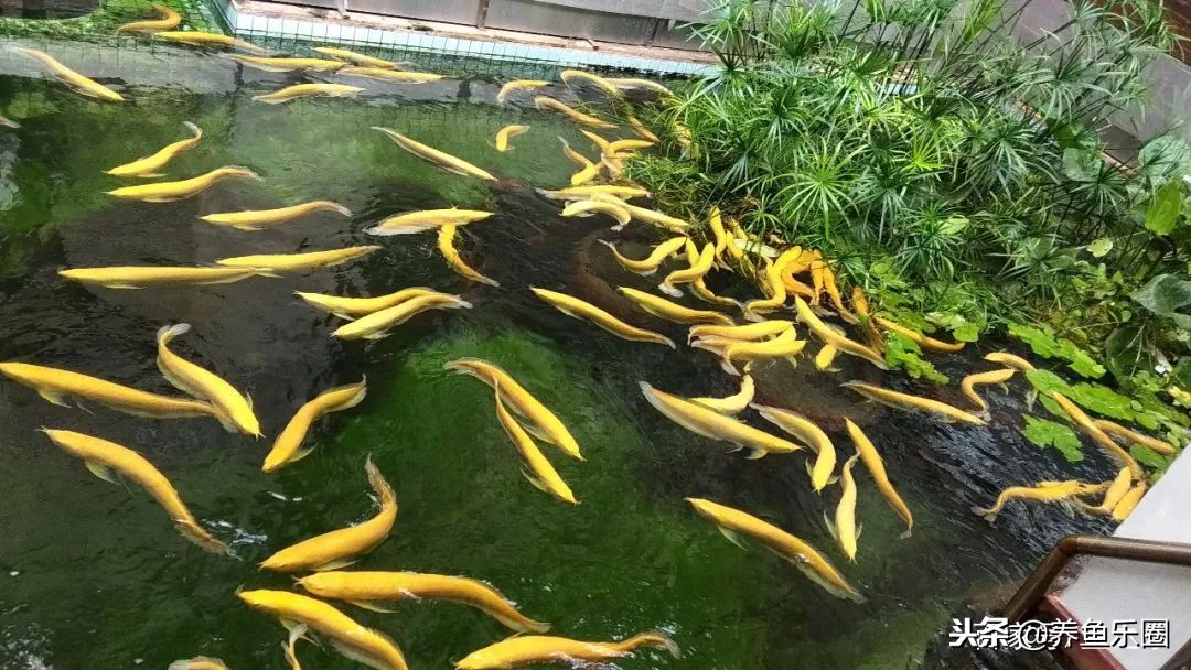 这位土豪家的渔场,光滤材就花了500多万,你确定不要见识一下?