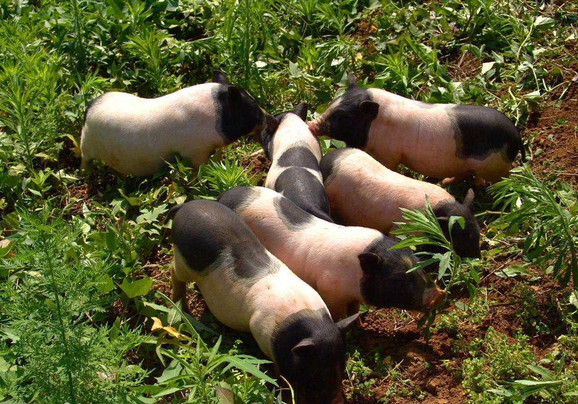 闻名全国,从江香猪个小长不大,曾是贡品,皮薄肉多十里飘香