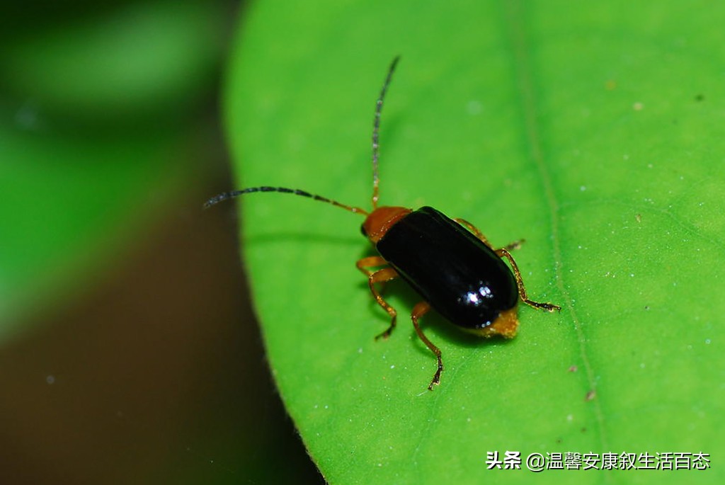 了解各种昆虫的习性,幼儿了解昆虫知识