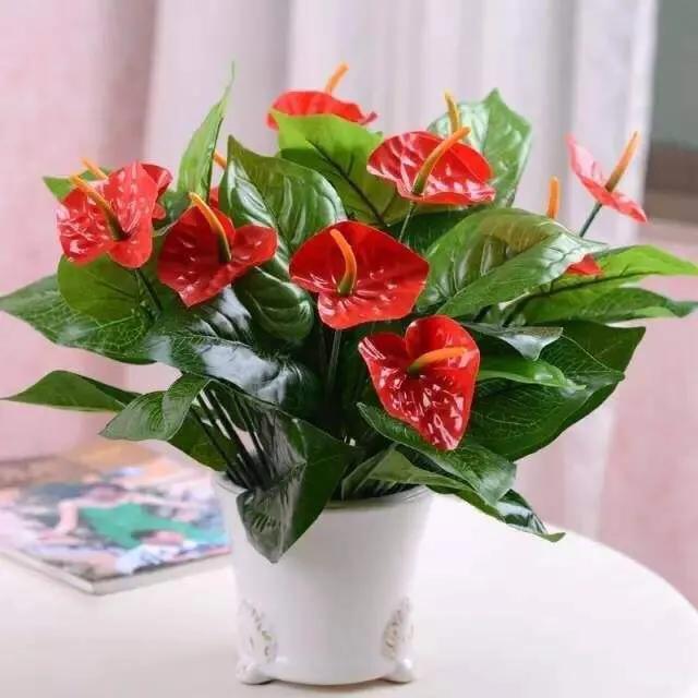 红掌的叶子上出现黄斑怎么办,红掌叶长黑斑什么原因