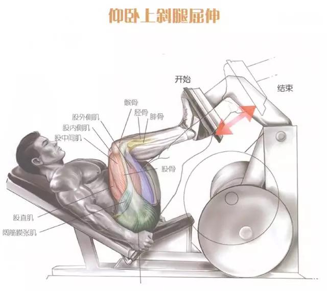 腿部前侧肌肉的训练方法,腿部核心稳定训练