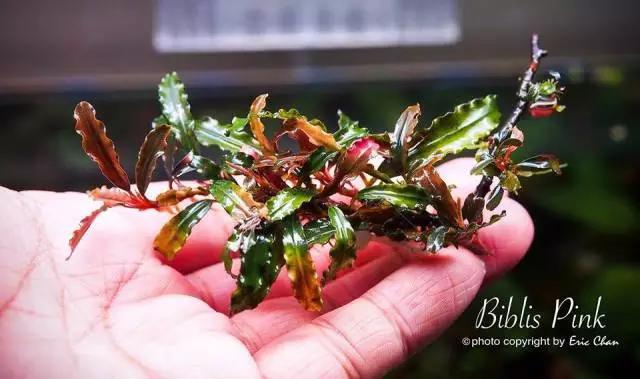 卡佩特k5辣椒榕为什么这么贵,辣椒榕k5为什么贵