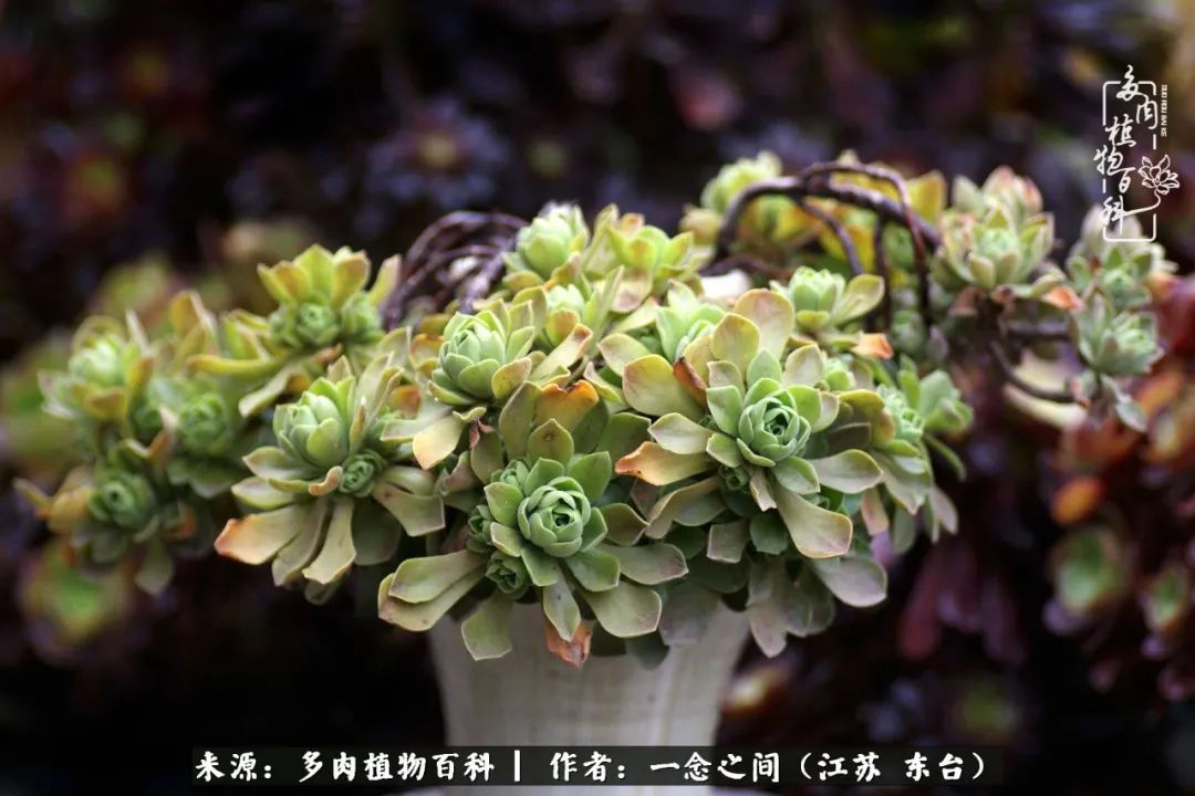 遇见花开蓝莓糖,遇见花开蔬菜沙拉酱