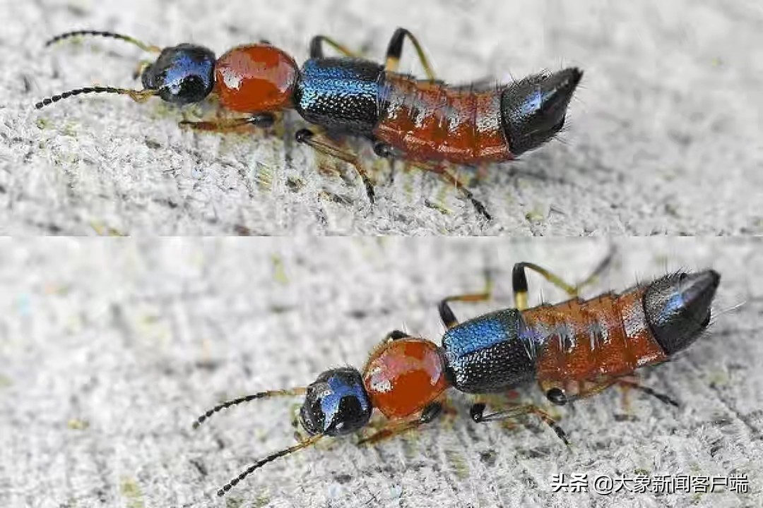 隐翅虫上热搜,一条小虫子上热搜