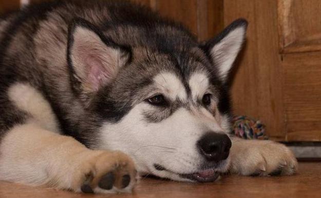 哈士奇的正确养法,正确养哈士奇的方法