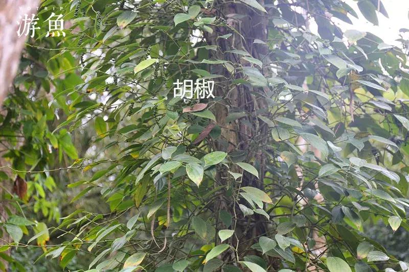 希尔顿兴隆湖,希尔顿酒店兴隆店