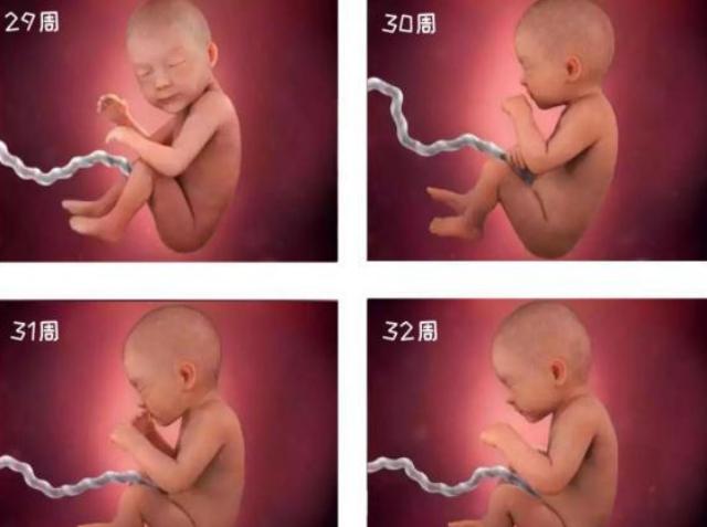胎儿1-40周发育过程图高清纪录片,1-40周胎儿发育注意事项