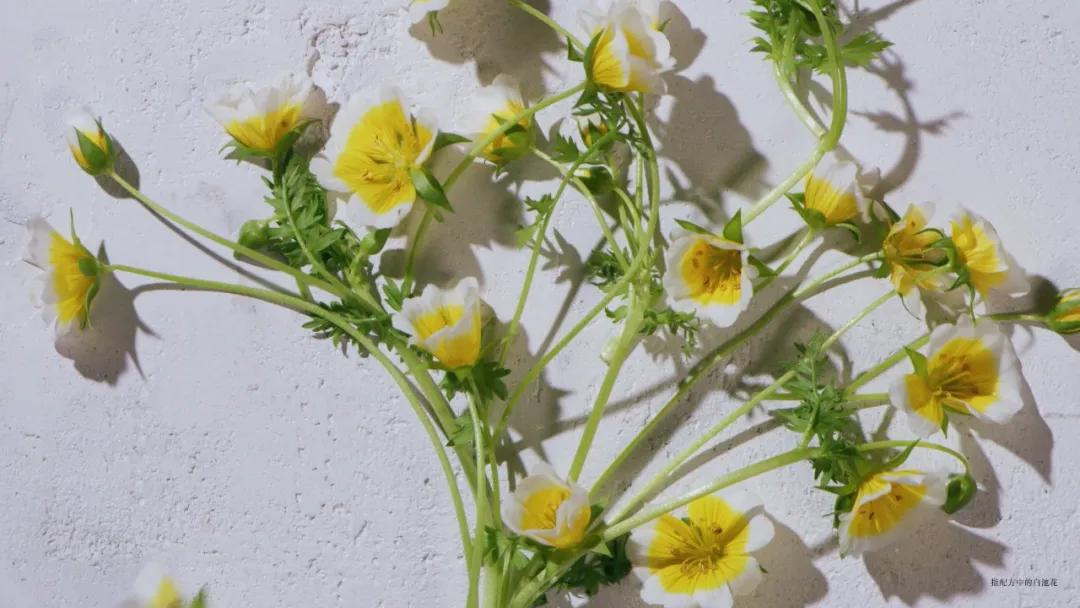 fresh限量款面膜,fresh白钻松露面膜