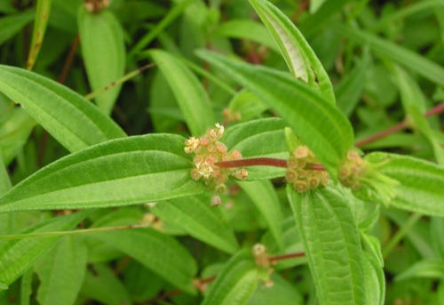 名字叫“糯米团”的是一种什么样的植物？