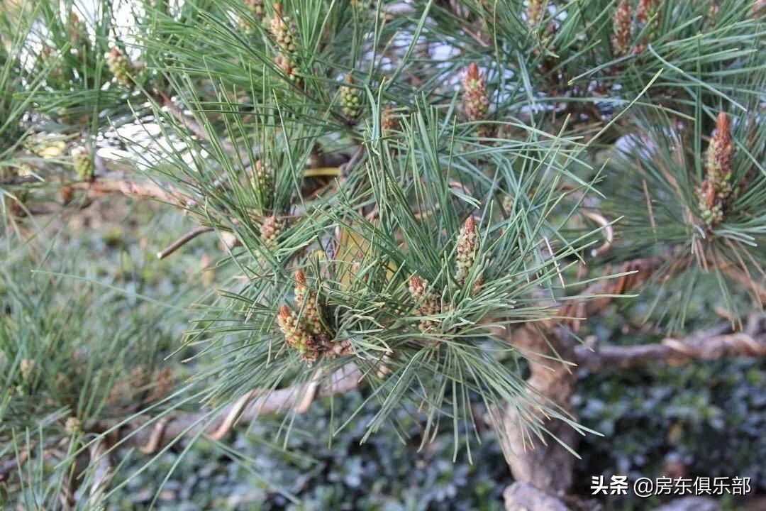 郑州第一批高层豪宅,郑州豪宅最新消息