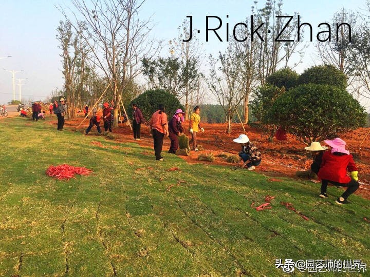 果岭草坪的种植养护方法及技巧,怎么种植一个可以躺的草坪