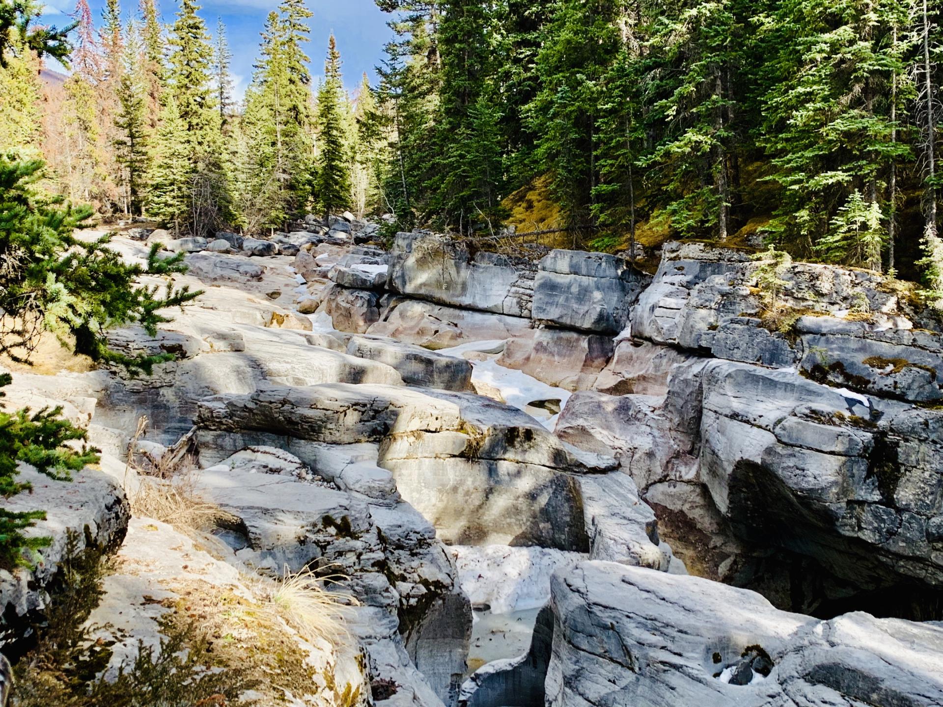 红束带蛇,红边束带蛇