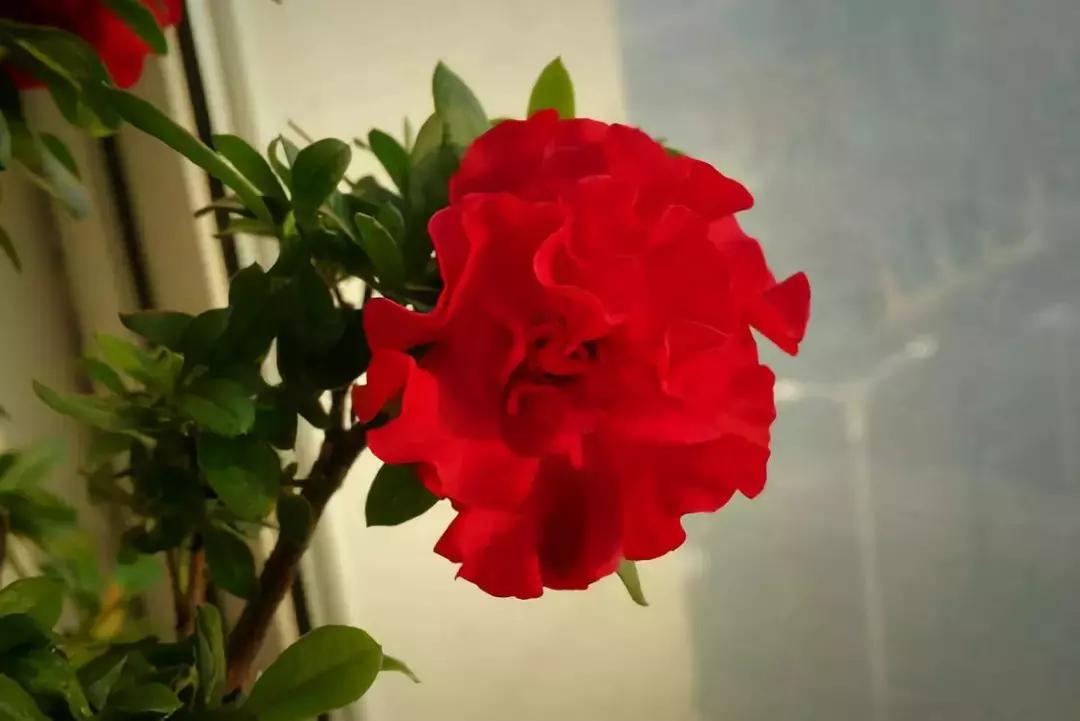 有没有啥特别好养又能开花的植物,几种开花漂亮又特别好养的植物