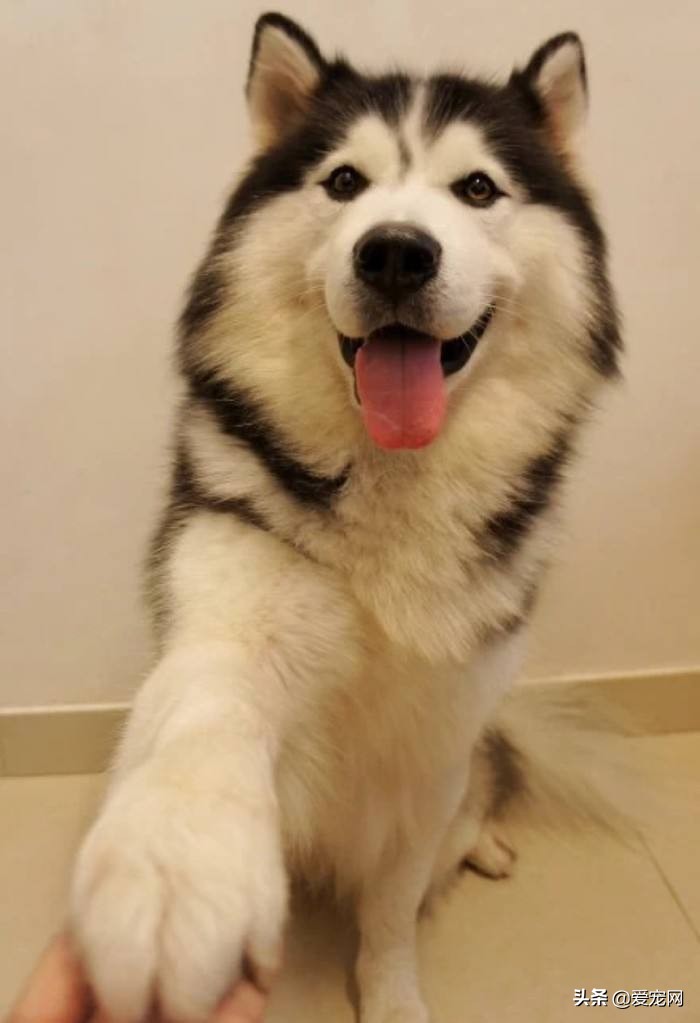 狗狗品种大全搞笑可爱,最可爱的狗狗品种排名图片