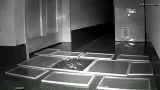 小老鼠怎么灭鼠,怎样能灭老鼠