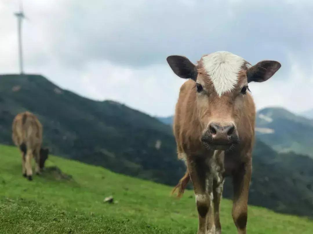 中秋国庆去深圳旅游攻略,中秋去深圳哪里玩