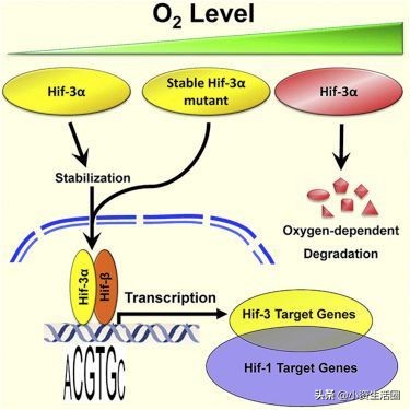 细胞如何感知氧气获2019年诺奖，有氧运动真能提升耐力吗？