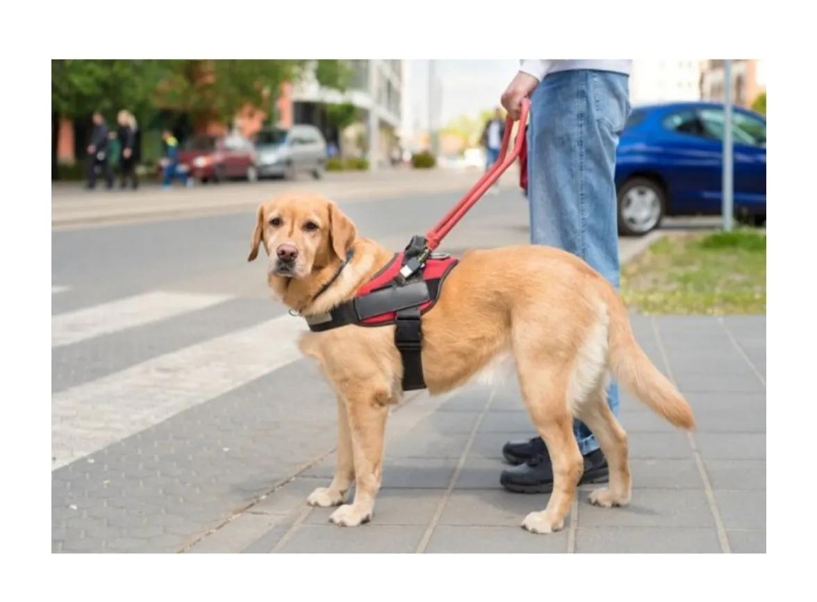 导盲犬中的主角,天使盲人导盲犬