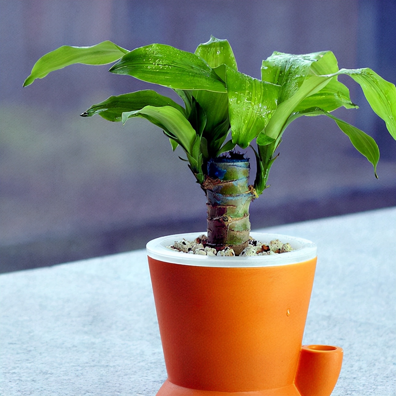 花盆有潮虫的土还可以用吗,花盆杀潮虫的最佳方法