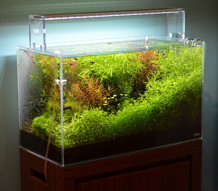 观赏鱼亚硝酸盐多久能降下来,亚硝酸盐和观赏鱼中毒的症状