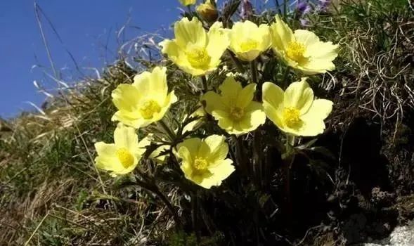 岩石花园景区,岩石园常用花卉