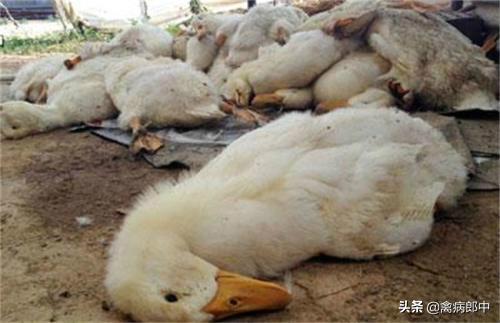 鸭眼流粘液,鸭支原体