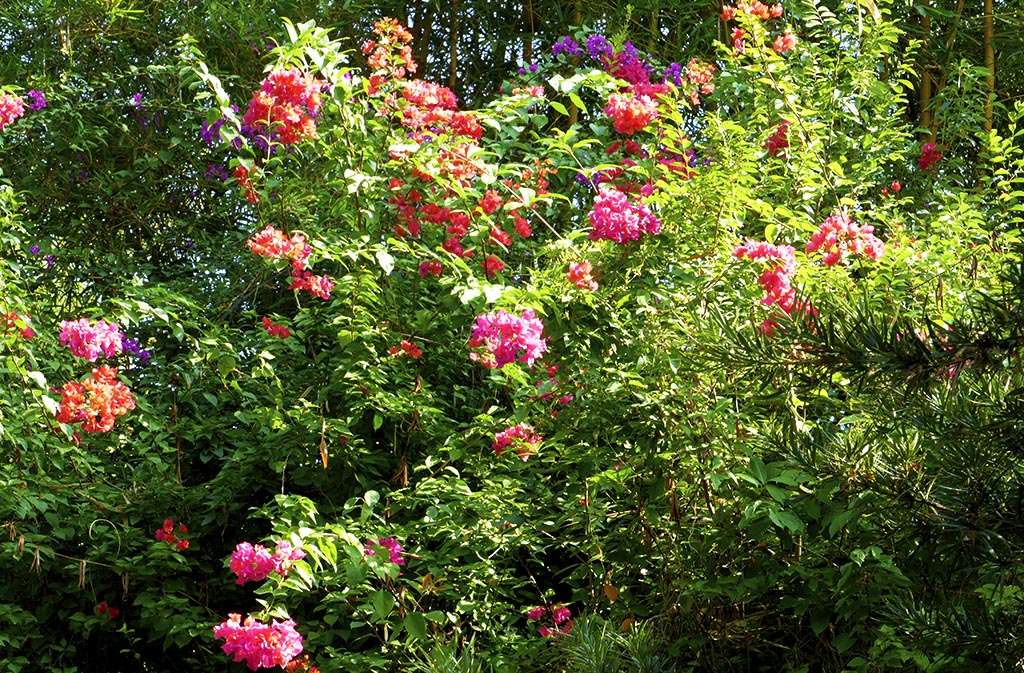 惠州西湖苏东坡小妾墓,惠州西湖和苏东坡有什么关系