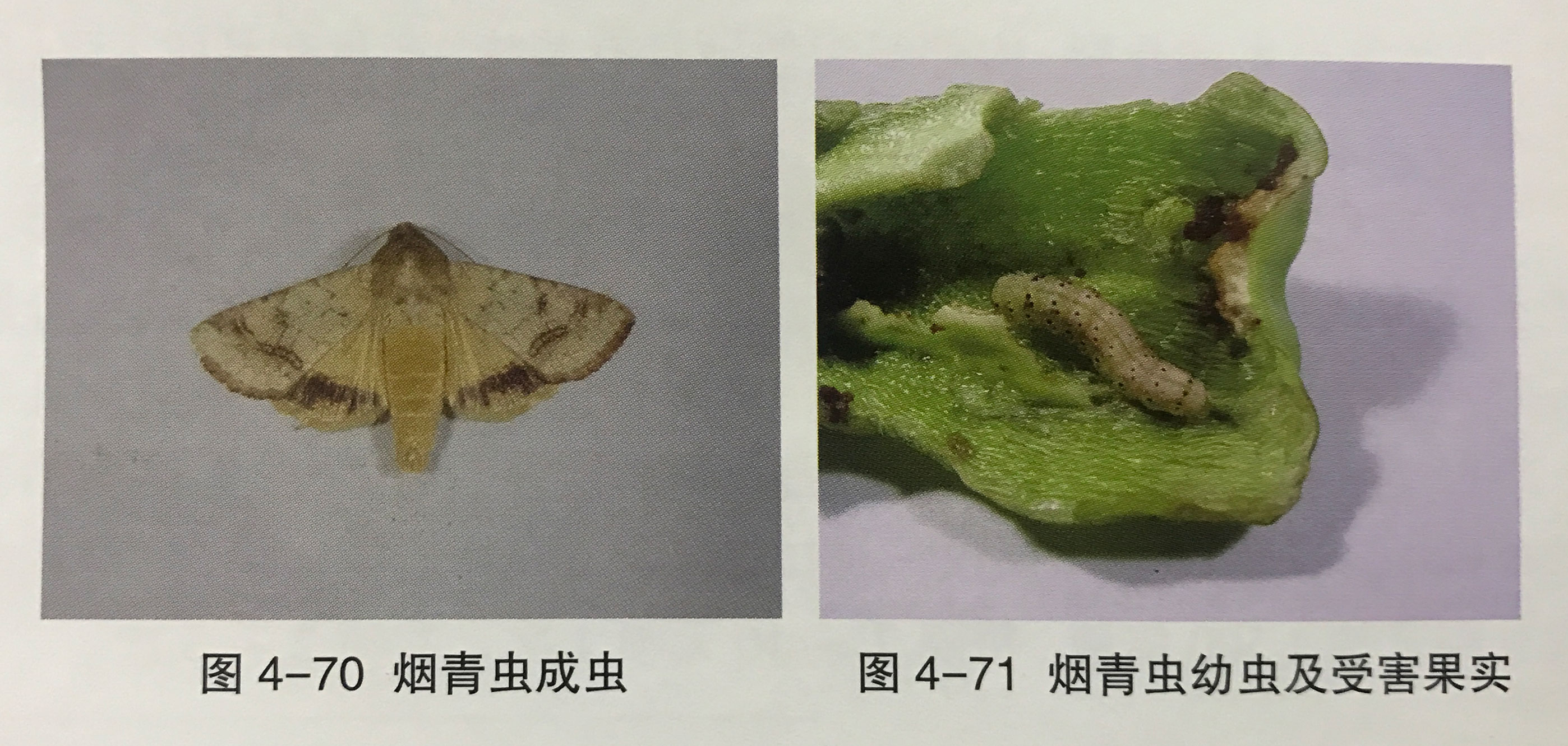 大蒜素防治辣椒虫害,辣椒田地下虫害用哪种农药效果好