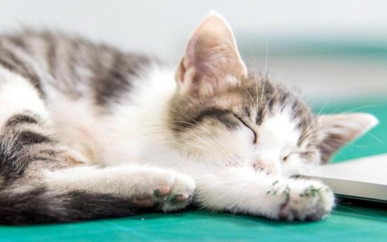 怎么判断猫很健康,怎么自己判断猫咪的健康状态