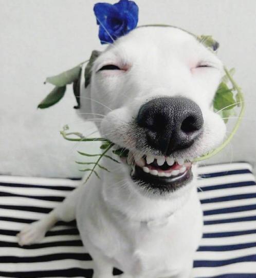 如何照顾好发情的狗狗？做好5点，狗狗身体更健康！