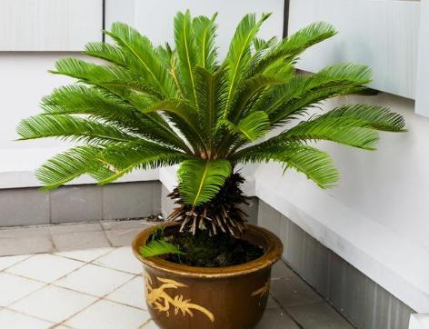 铁树苗怎么移栽最好,铁树幼苗最佳移栽方法