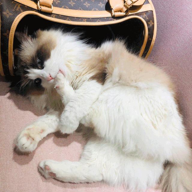 非常好看的宠物包,大家的包都带什么玩偶