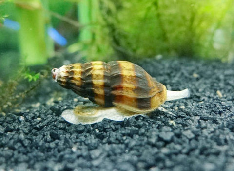 鱼缸都是蜗牛怎么办,鱼缸有蜗牛能养鱼吗