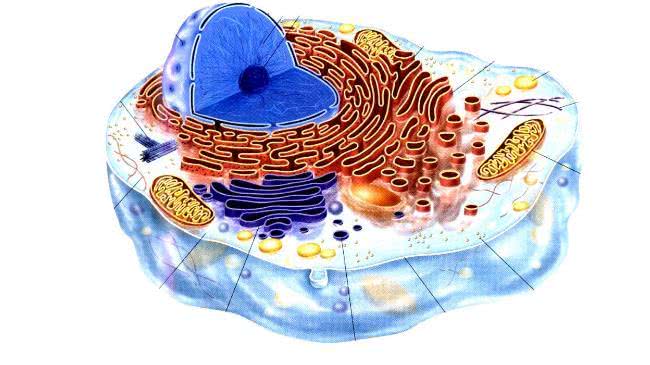 如果没有进化论人是怎么出现的,进化论不能完美地阐述生物的起源