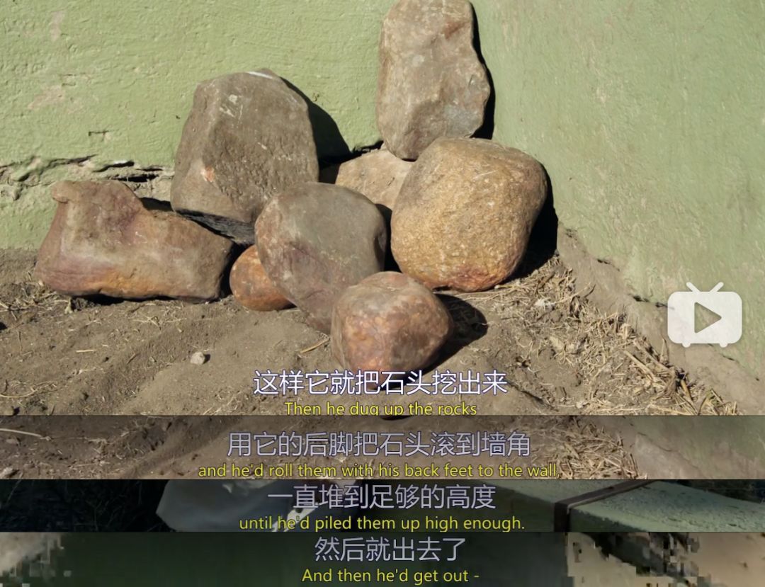 你们吃的野味蜜獾，居然是称霸非洲的平头哥