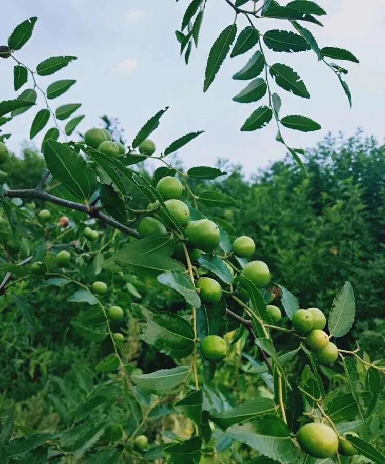 植物百科,植物百科视频