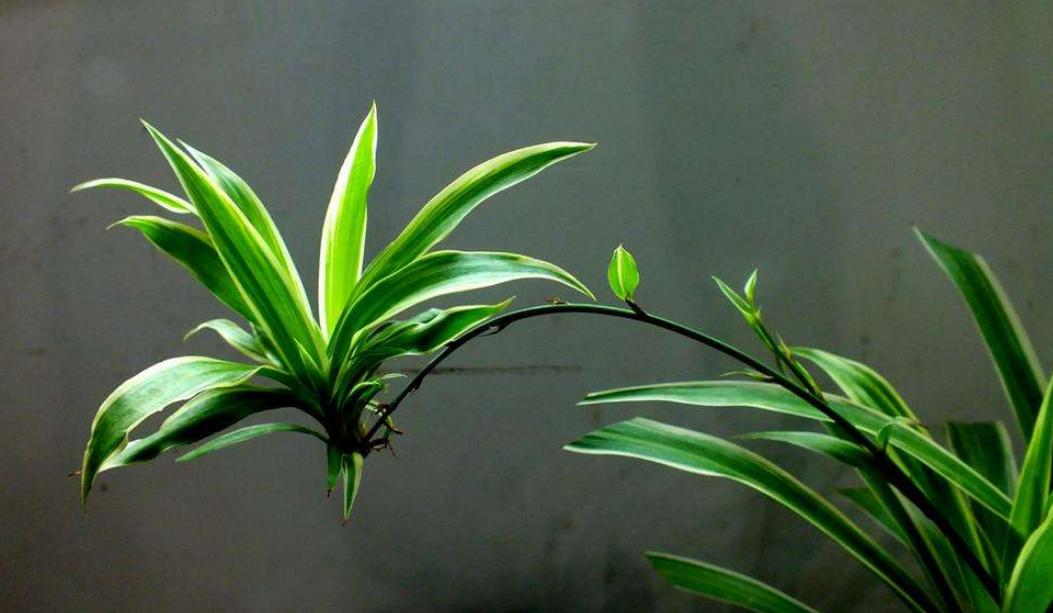 金边吊兰藤条变黄了怎么办,金边吊兰小技巧