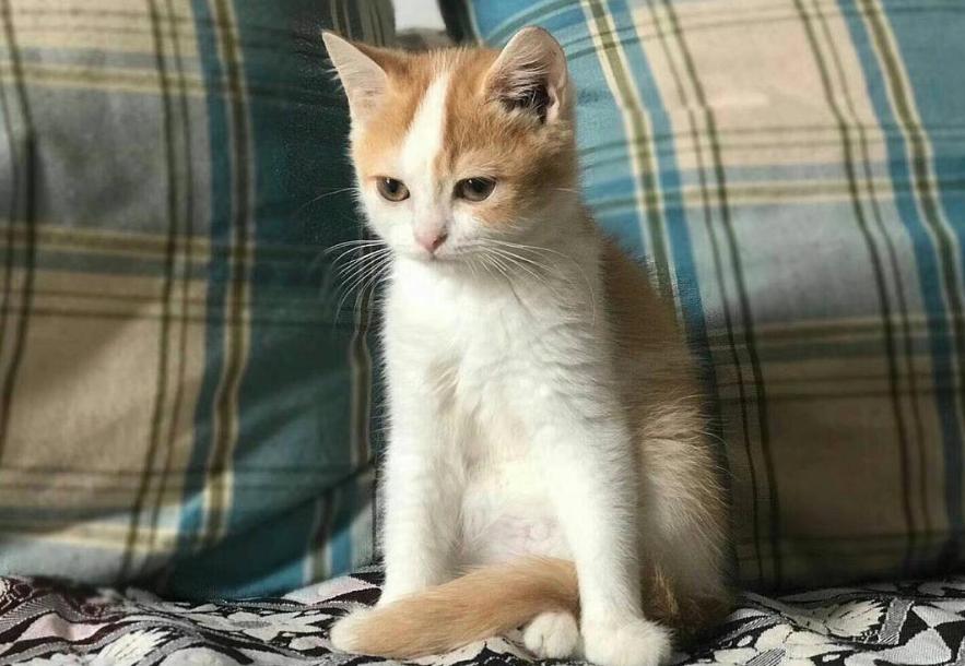 最高冷的猫是什么品种,什么猫最黏人而又好养