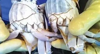 寿光羊口开海,寿光羊口哪个海鲜最好