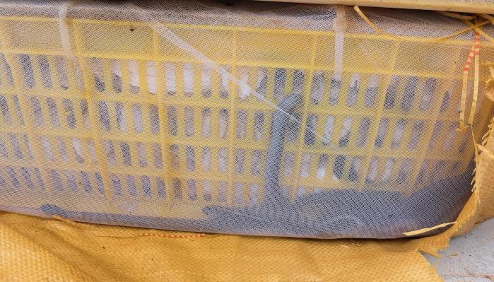 查获眼镜蛇,广东查获900斤眼镜蛇