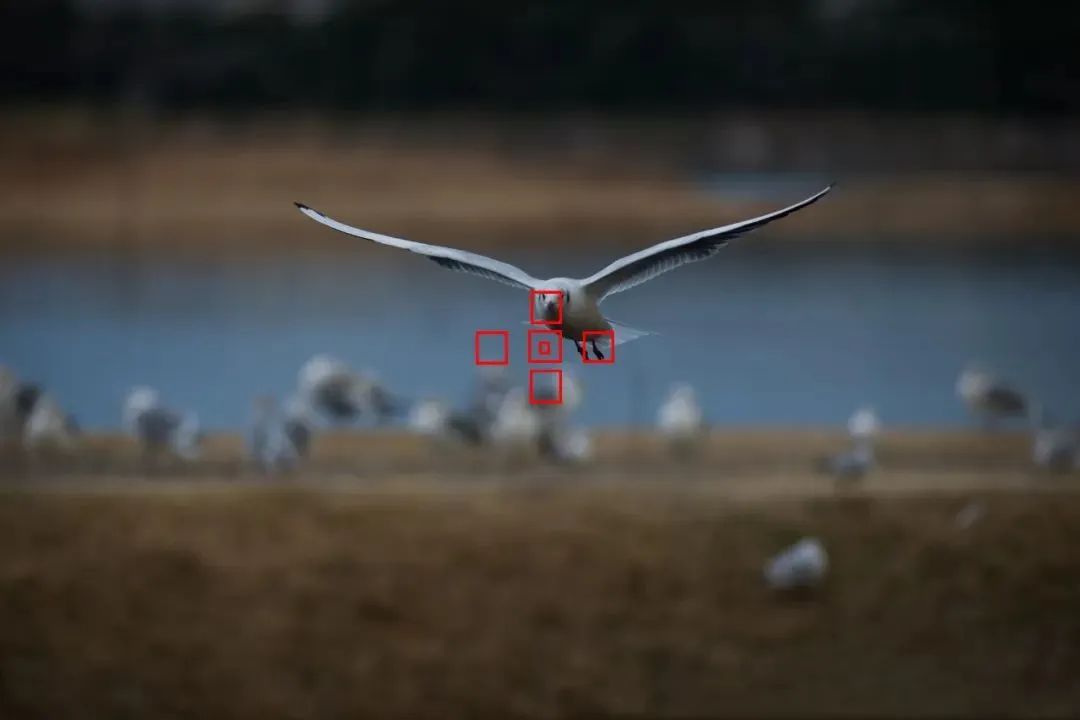 拍鸟平民镜头,业余爱好拍鸟装备