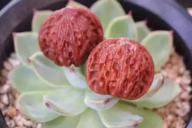 这才是真正的包浆,刷包浆的最佳方法